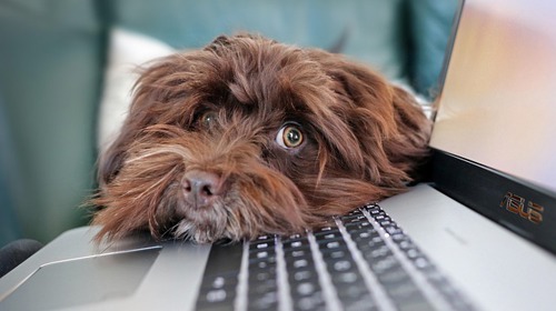Hunde An- und Abmeldung